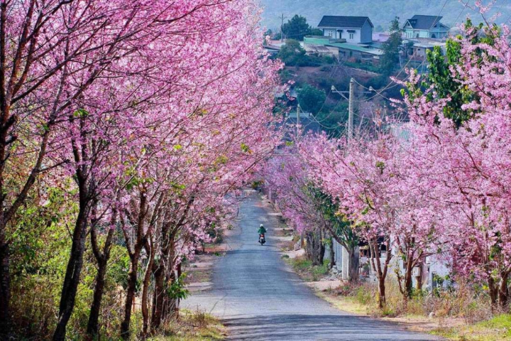 Cung đường hoa mai anh đào ở Đà Lạt